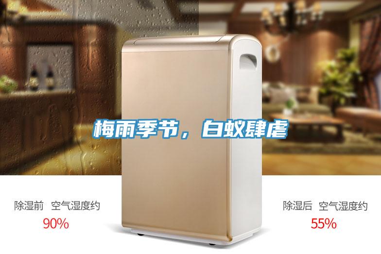 梅雨季節(jié)，白蟻肆虐