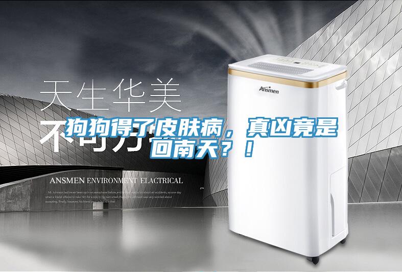 狗狗得了皮膚病，真兇竟是回南天？！