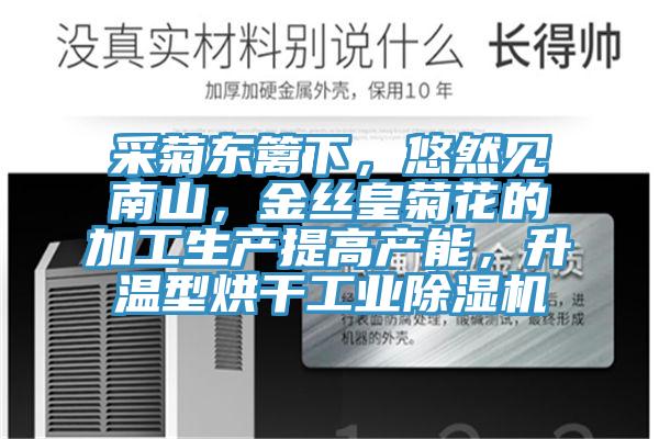 采菊東籬下，悠然見南山，金絲皇菊花的加工生產(chǎn)提高產(chǎn)能，升溫型烘干工業(yè)除濕機