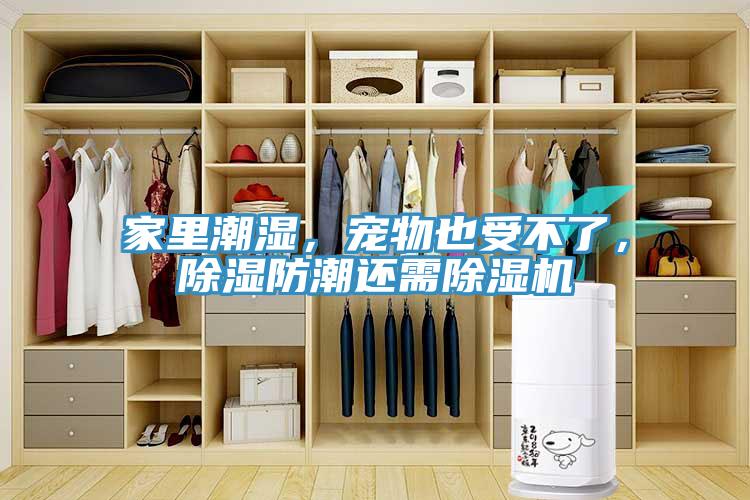 家里潮濕，寵物也受不了，除濕防潮還需除濕機(jī)