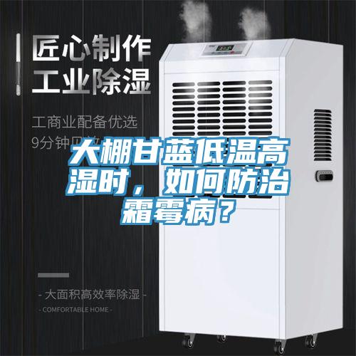 大棚甘藍低溫高濕時，如何防治霜霉??？