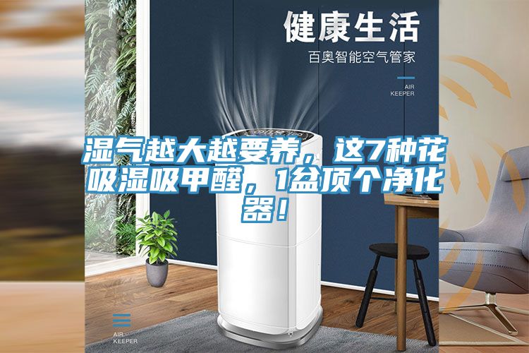 濕氣越大越要養(yǎng)，這7種花吸濕吸甲醛，1盆頂個(gè)凈化器！