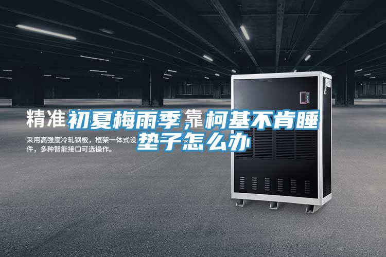 初夏梅雨季，柯基不肯睡墊子怎么辦